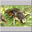 Anthidium manicatum - Grosse Wollbiene m13 13mm auf Phlomis tuberosa-Knollen-Brandkraut.jpg